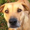 Rescue Dog